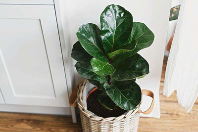 The Art of Caring for Your Fiddle Leaf Fig: A Guide to Keeping Your Plant Happy and Healthy