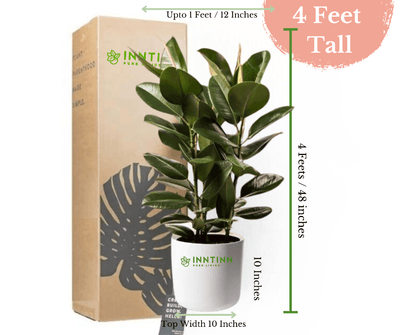 The Ficus Elastica Decora: A Beautiful Rubber Plant Variety