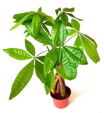 The Money Tree, Bring Abundance to Your Home