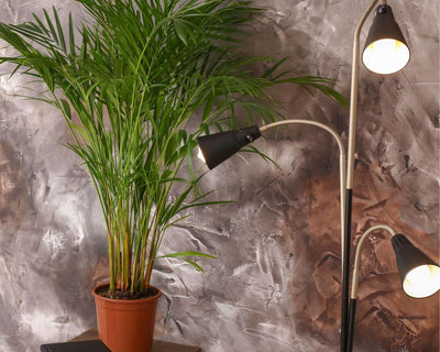 The Ultimate Guide to Growing an Areca Palm Plant