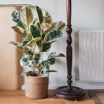 The Ultimate Guide to Rubber Plant Care: Everything You Need to Know