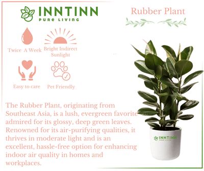 The Ultimate Guide to Watering Your Rubber Plant