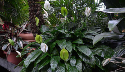 Why Peace Lily leaves are so glossy!