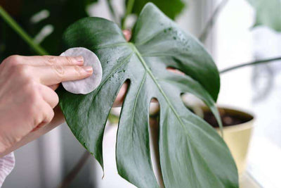 Why to clean monstera leaves gently & how often