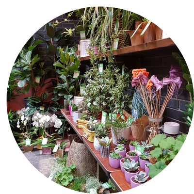 10 Best Indoor Plants to Transform Your Home