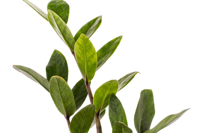 ZZ Zamioculcas Zamiifolia Plant Care Video (5 Minutes, 52 Secs)