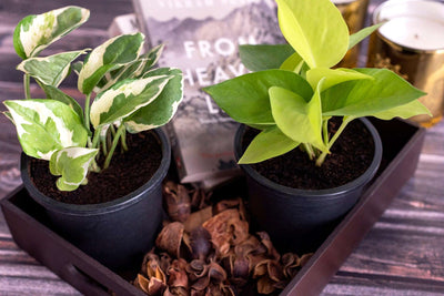 Air Purifying Plants - Inntinn.in