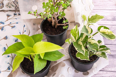 Indoor Plants - Inntinn.in