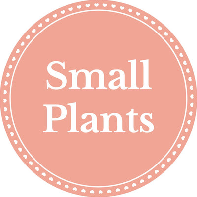 Small Plants - Inntinn.in
