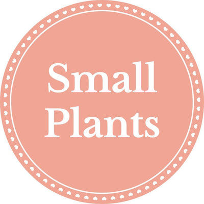 Small Plants - Inntinn.in