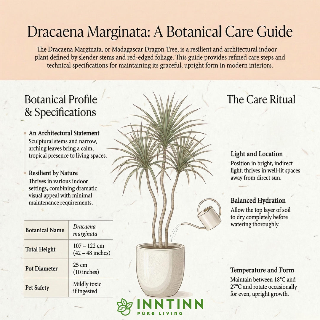 botanical name of dracaena Dracaena Marginata Madagascar Dragon Tree