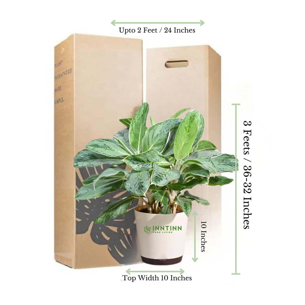 chinese evergreen plant air purifier Chinese Evergreen Plant: XL Aglaonema Ice for Indoor Air Purification – Inntinn.in