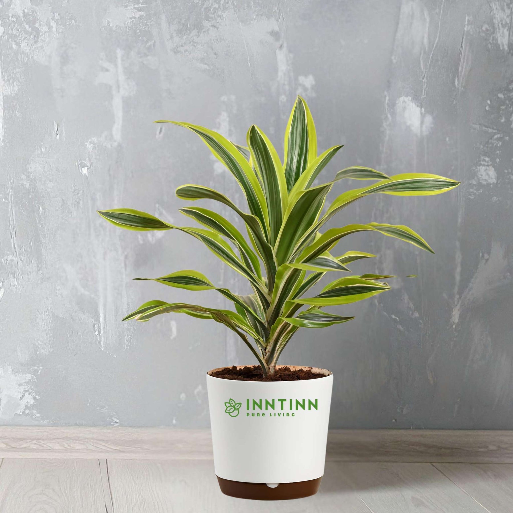 Dracaena Lemon Lime Indoor Plant -Easy Care Air Purifier for Your Home –  Inntinn.in