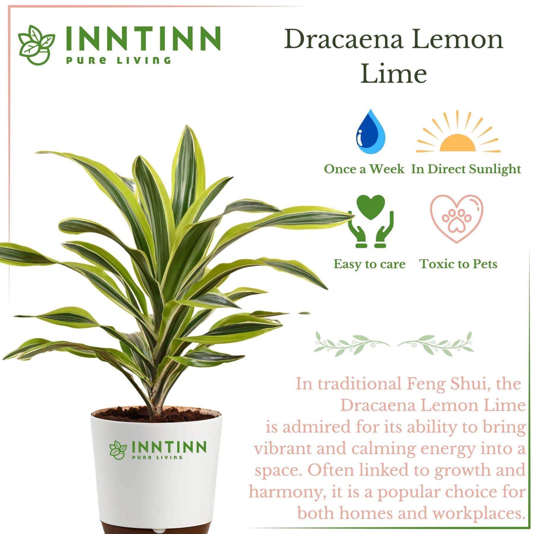 dracaena lemon lime air purifier Dracaena Lemon Lime Indoor Plant -Easy Care Air Purifier for Your Home – Inntinn.in