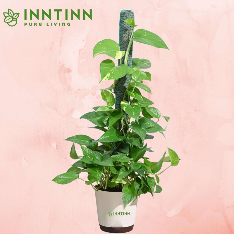 money plant with moss stick Variegated Money Plant