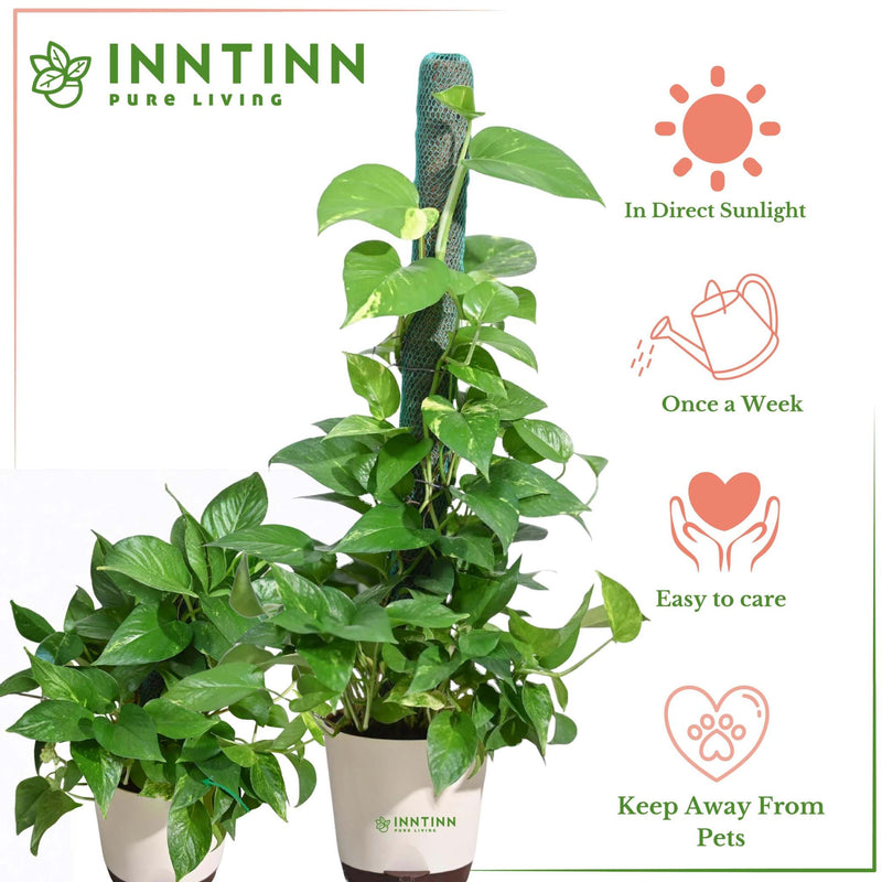money plant on moss stick Variegated Money Plant