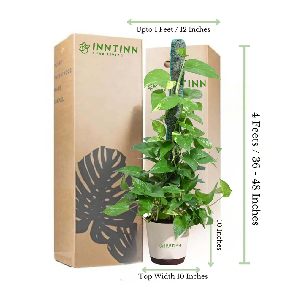 moss for money plant Variegated Money Plant