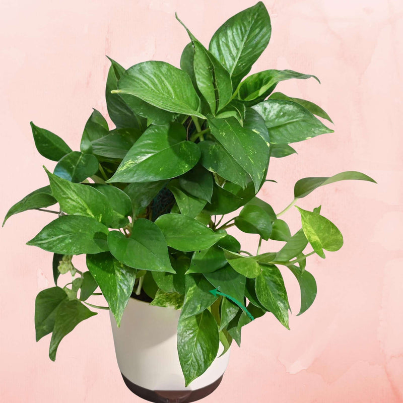 money plant moss Variegated Money Plant