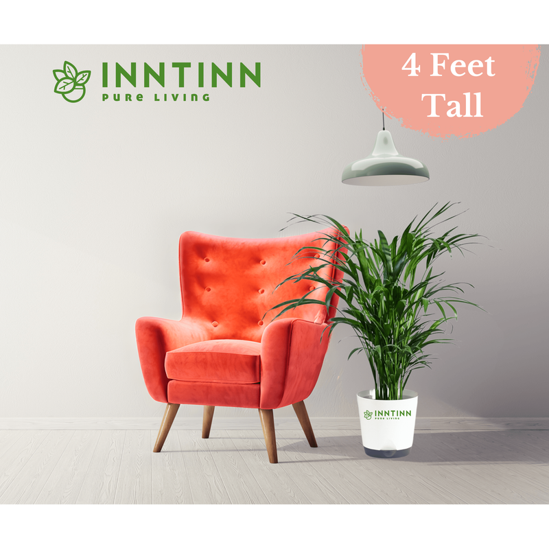 Areca Palm Plant XL - Inntinn.in