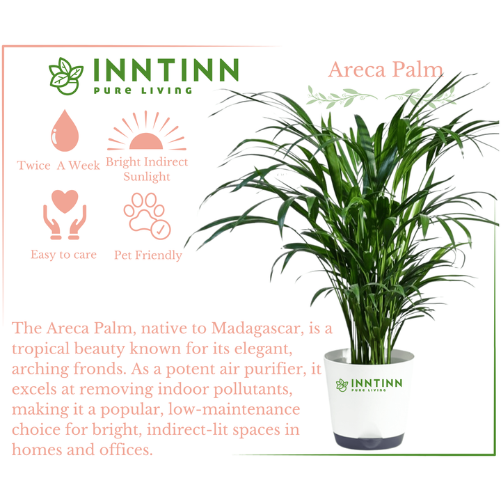 adagascan areca palm Areca Palm Plant XL Extra Large Plant For Home and Office Sale 10% OFF – Inntinn.in