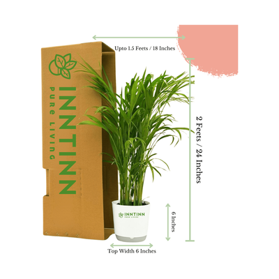 Areca Palm Tall - Inntinn.in