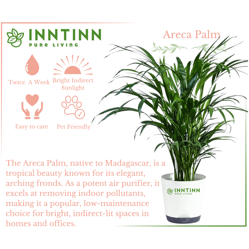 Areca Palm Tall - Inntinn.in