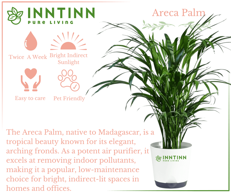 Areca Palm Tall - Inntinn.in