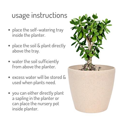 Bamboo Based Pots & Planter - Inntinn.in