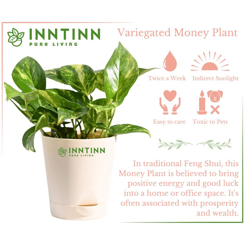 is devil's ivy a money plant Money Plant Indoor Devil's Ivy Self Watering Pot for Home and Office – Inntinn.in