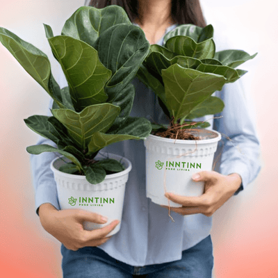 Fiddle Leaf Fig - Inntinn.in