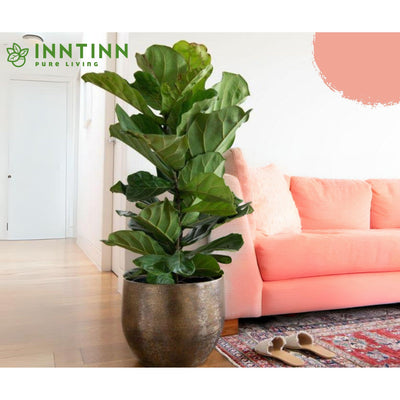 Fiddle Leaf Fig XL - Inntinn.in