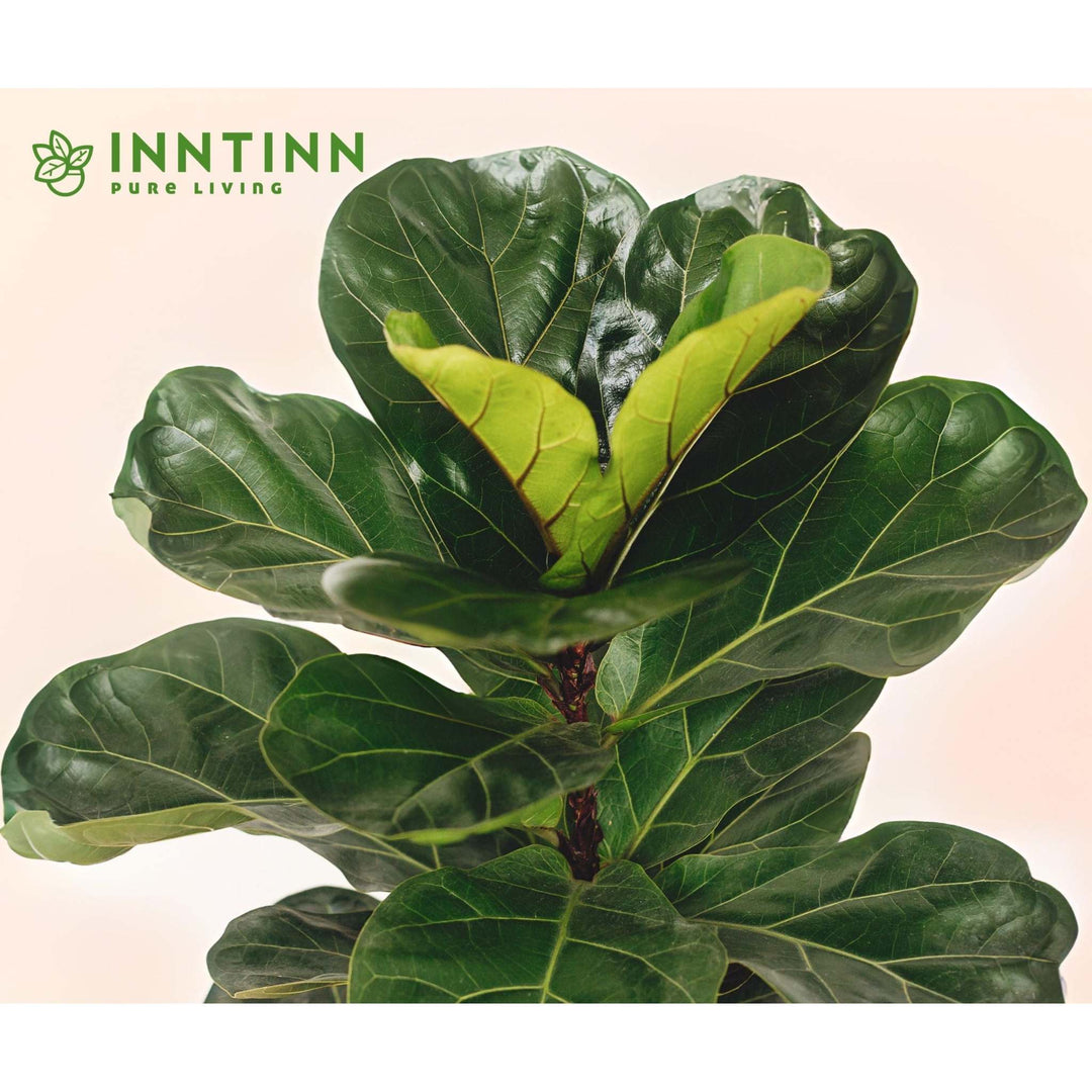 fiddle leaf fig india Fiddle Leaf Fig XL, Indoor Extra Large Plants for your home and office – Inntinn.in