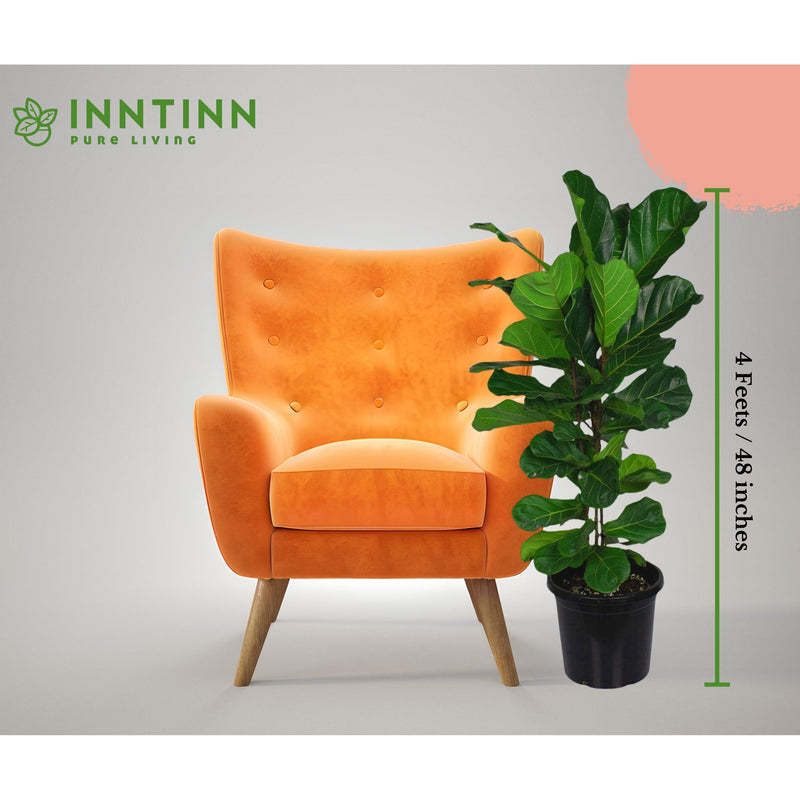 Fiddle Leaf Fig XL - Inntinn.in