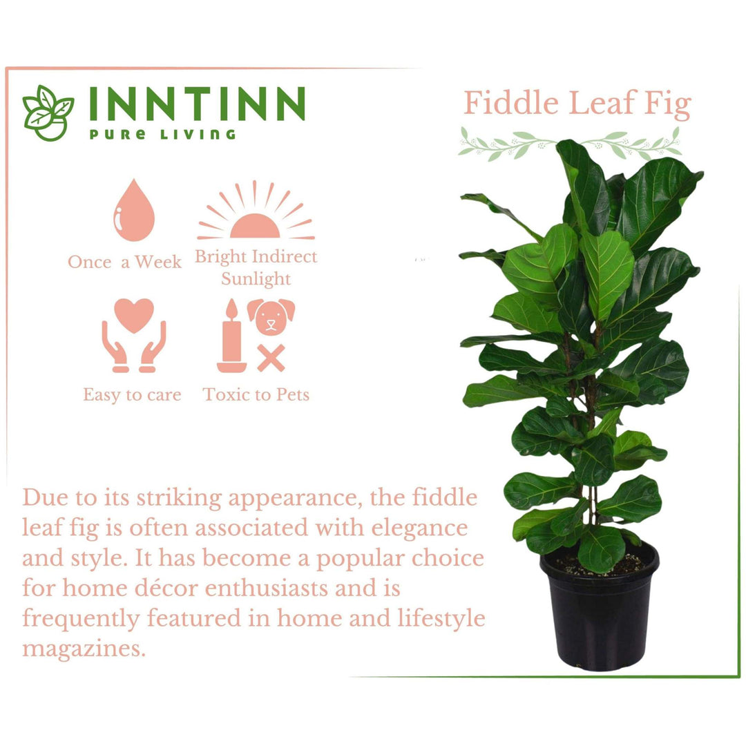 fiddle leaf fig indirect sunlight Fiddle Leaf Fig XL, Indoor Extra Large Plants for your home and office –  Inntinn.in