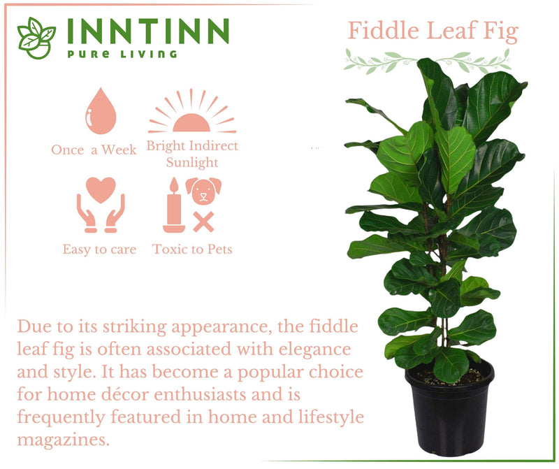 Fiddle Leaf Fig XL - Inntinn.in