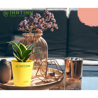 Golden Snake Plant - Inntinn.in