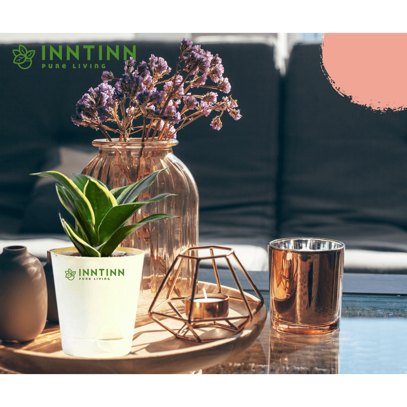 Golden Snake Plant - Inntinn.in