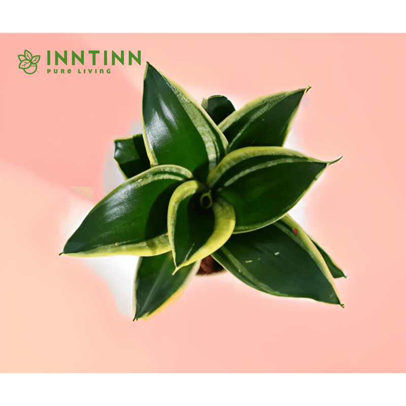 Golden Snake Plant - Inntinn.in