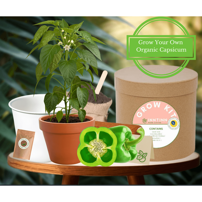 Grow Kit, Capsicum - Inntinn.in