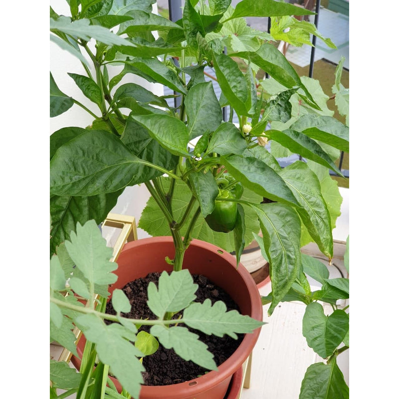 Grow Kit, Capsicum - Inntinn.in
