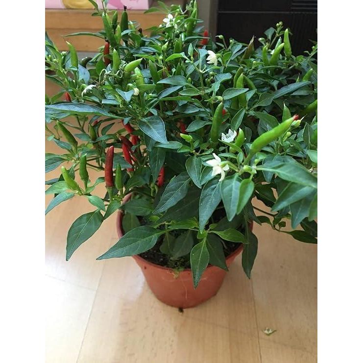 Grow Kit, Green Chili - Inntinn.in