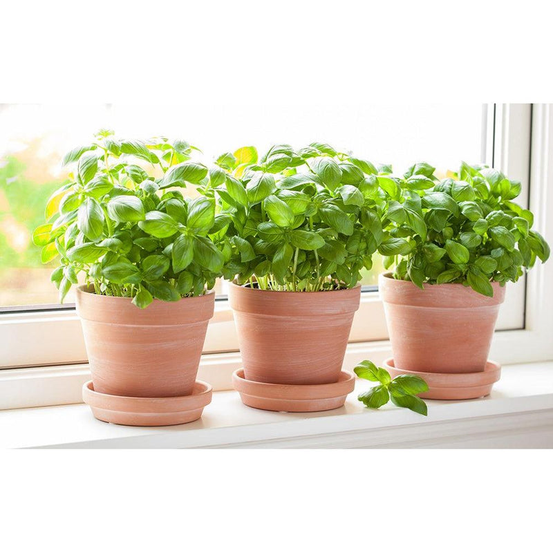 Grow Kit, Italian Basil - Inntinn.in