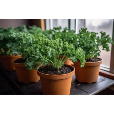 Grow Kit, Kale - Inntinn.in