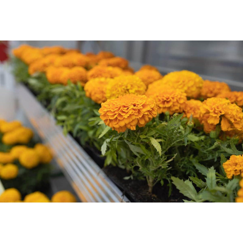 Grow Kit, Marigold - Inntinn.in