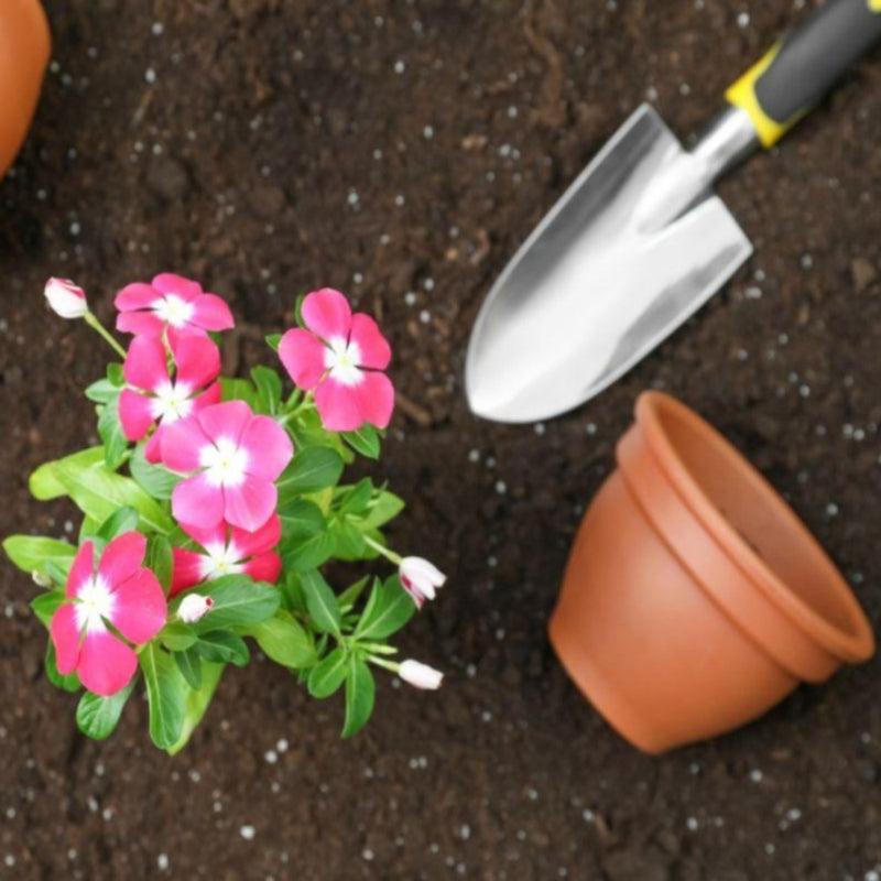 Grow Kit, Vinca - Inntinn.in