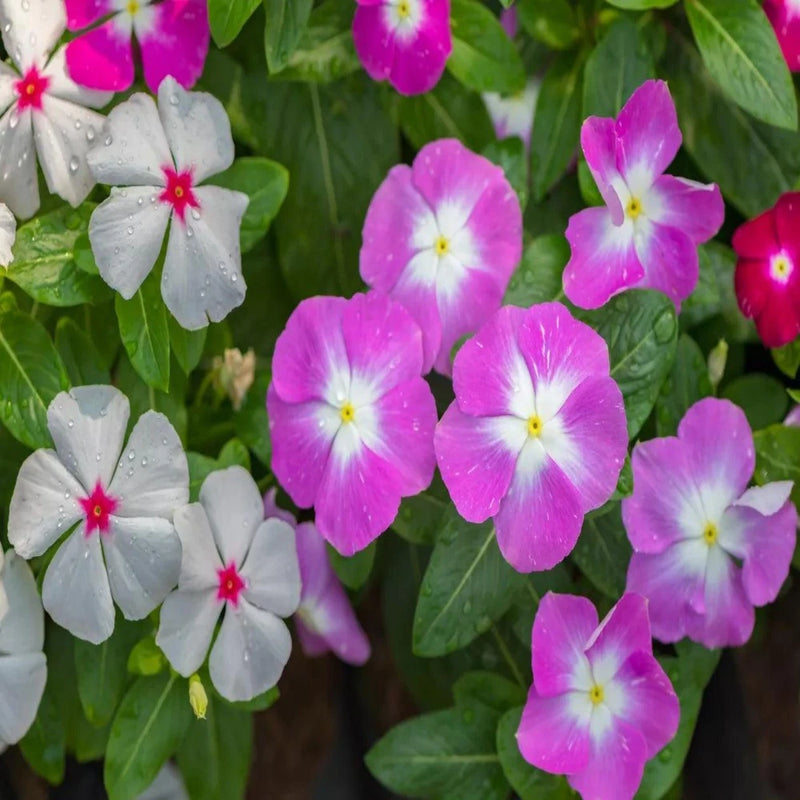 Grow Kit, Vinca - Inntinn.in