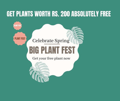 Get your FREE Plant now