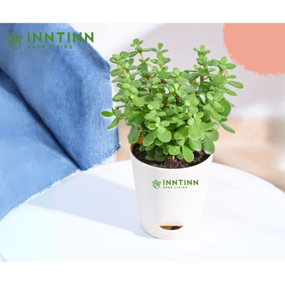 Jade Plant Mini - Inntinn.in
