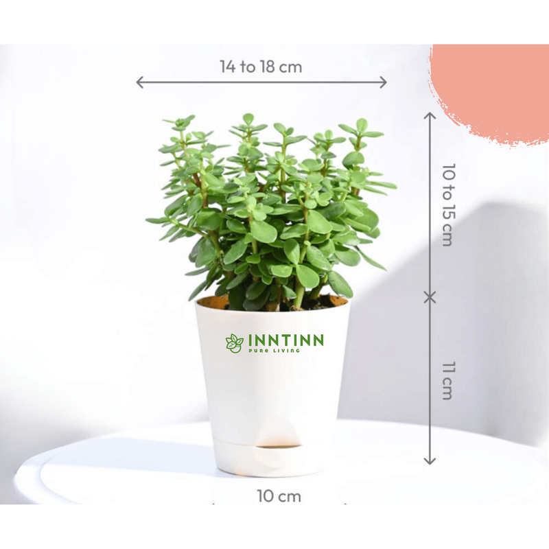 Jade Plant Mini - Inntinn.in