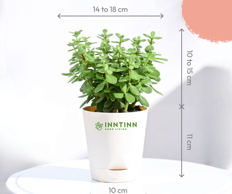 Jade Plant Mini - Inntinn.in